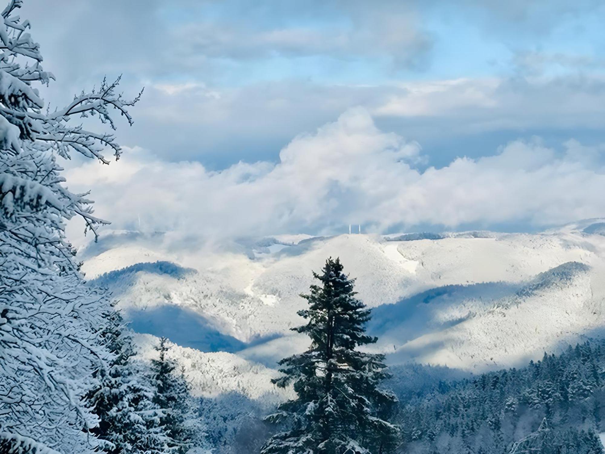 Апартаменты Schwarzwald Nescht Triberg Триберг Экстерьер фото